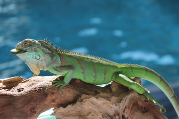 iguana on a branch