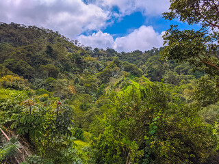 forest in the mountains