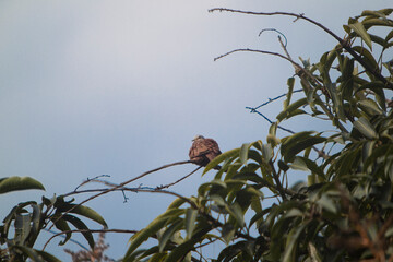 Resting bird on tree