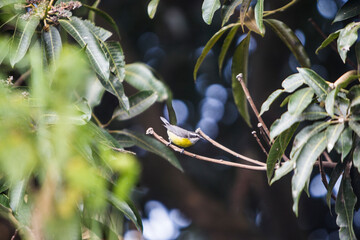 Bird on plantation