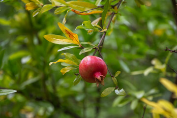 Red ripe pomegranate fruit grows on a pomegranate tree in the garden. Punica granatum fruit, close-up, copy space. Pomegranate makes a delicious juice.