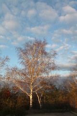 tree in the autumn forest