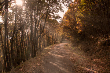 camino rodeado de arboles en otoño