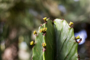 Obraz premium small flowers on a cactus, soft focus