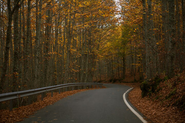 camino rodeado de arboles en otoño