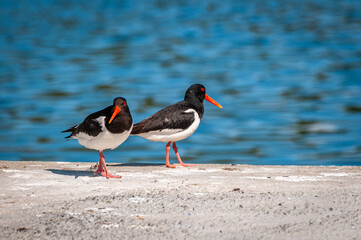 Oystercatcher