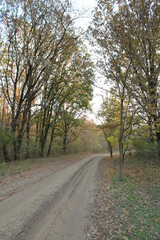 road in autumn forest
