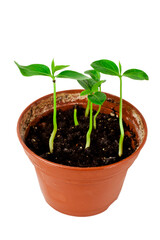 Young persimmons sprouts in a pot isolated on a white background.