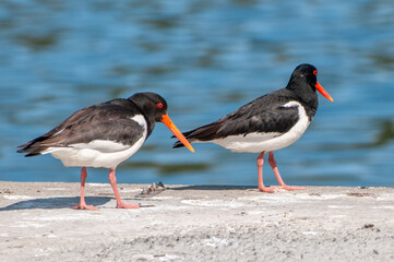 oystercatcher