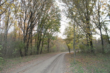 Naklejka premium road in autumn forest