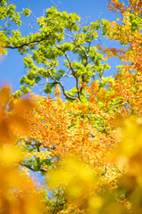 Herbstliche Bl&auml;tter