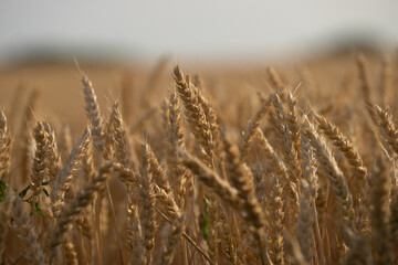 Weizenfeld