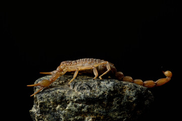 escorpión acechando sobre una piedra con fondo negro (Buthus occitanus) Marbella Andalucía España	