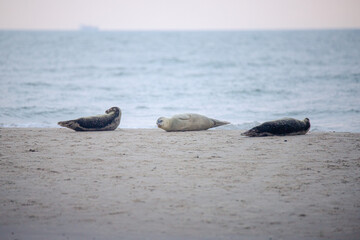 3 Robben am Strand
