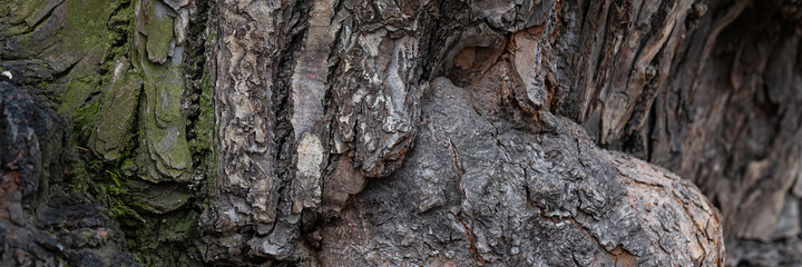 Embossed texture of linden bark. The trunk of an old tree. Surface with natural bark patterns. Natural wood background. Closeup side view.