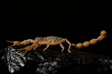 escorpión asechando sobre una piedra con fondo negro (Buthus occitanus)