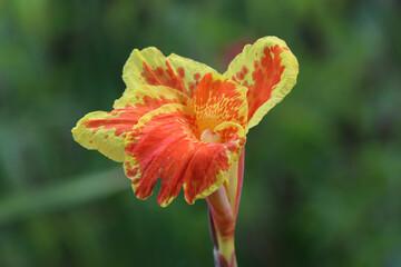 red and yellow detailed flower