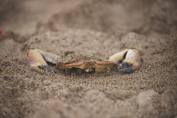 Krabbe im Sand