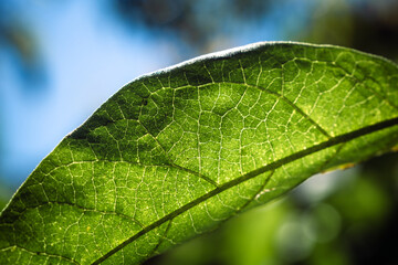 Closeup of a green backlit leaf with cell structure detail
