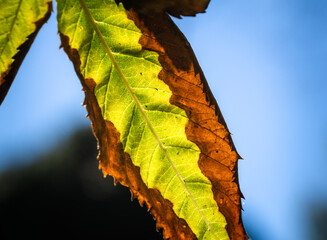 Closeup of a green backlit leaf with cell structure detail