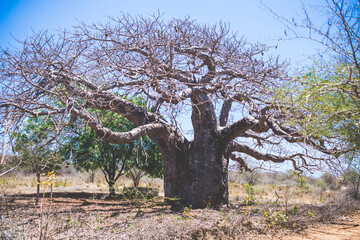 Giant tree in the savannah