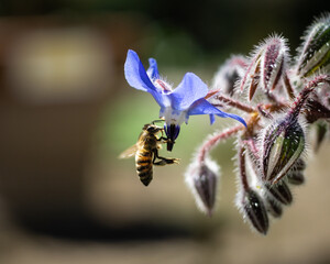 Closeup of a borage flower with a honey bee on blurred background