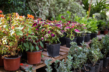 potted plant seedlings for sale in a flower shop