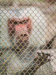 mono mandril encerrado en una jaula