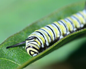 Close up of a Monarch caterpillar