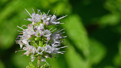 Mint blossoms in the morning sun