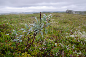 Typical tundra vegetation with dwarf Willow (Salix)