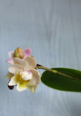 Phalaenopsis mini orchid of white-pink color with fused mutant flower, exotic indoor tropical plant, macro photography, selective focus, vertical orientation.