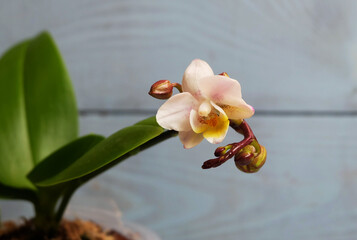 Mini white-pink phalaenopsis orchid with buds on a blue background, exotic indoor tropical plant, macro photography, selective focus, horizontal orientation.