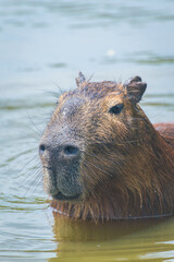 carpincho en el agua