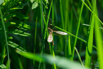 The crane fly sp., of the family Tipulidae.	