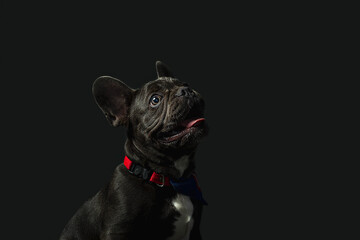 perro bulldog sonriendo