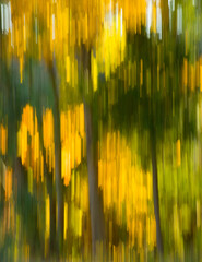 background abstract of motion blur of autumn trees with yellows and greens dripping like paint...