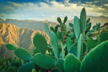Blooming opuntia on Gran Canaria Island
