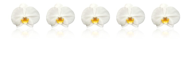 Large white Orchid flowers in the panoramic image. Panorama, banner with large colors with a mirror image.