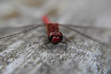 Libelle