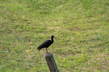 tapicuru-de-cara-pelada, maçarico-de-cara-pelada, maçarico-preto, maçarico-do-banhado , chapéu-velho, frango-d'água, ave