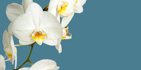 Naklejka na ściany i meble Large white Orchid flowers in the panoramic image. Panorama, a banner with space for text or insertion. White flowers on a blue background.