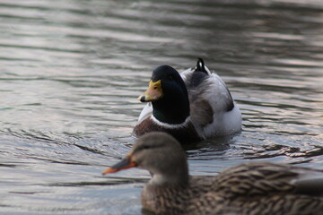 Enten