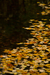 fall leaves floating in water on pond in late autumn 