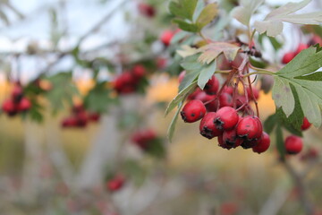 red berries on a branch