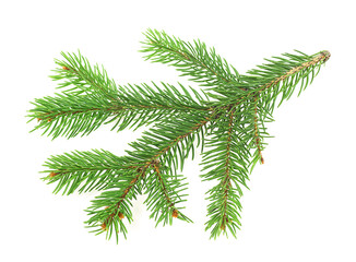 Christmas tree branch isolated on a white background. Fir tree branch. Pine tree branch.