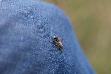 Abeja. Macropis europaea