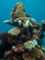 Diving at Great Barrier Reef, Outer Reef, Cairns, Queensland, Australia