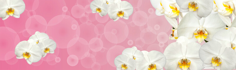Plakat Large white Orchid flowers in the panoramic image. Panorama, a banner with space for text or insertion. White flowers on a pink background.