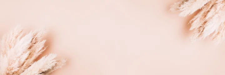 Reed Plume Stem, getrocknetes Pampasgras, dekoratives Federblumenarrangement für Zuhause, Strandthema, neue trendige Wohnkultur, Kopierraum, Bannergröße © manuta